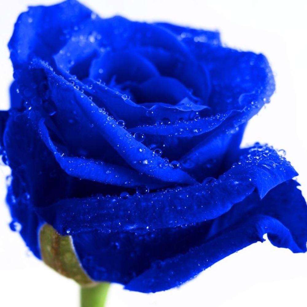 Meet your Posher, Coco Benji!